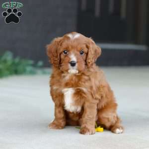 Mr. Bentley, Cavapoo Puppy